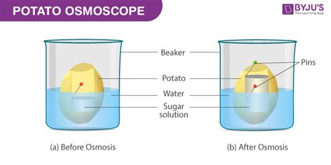 Potato Osmosis Experiment .